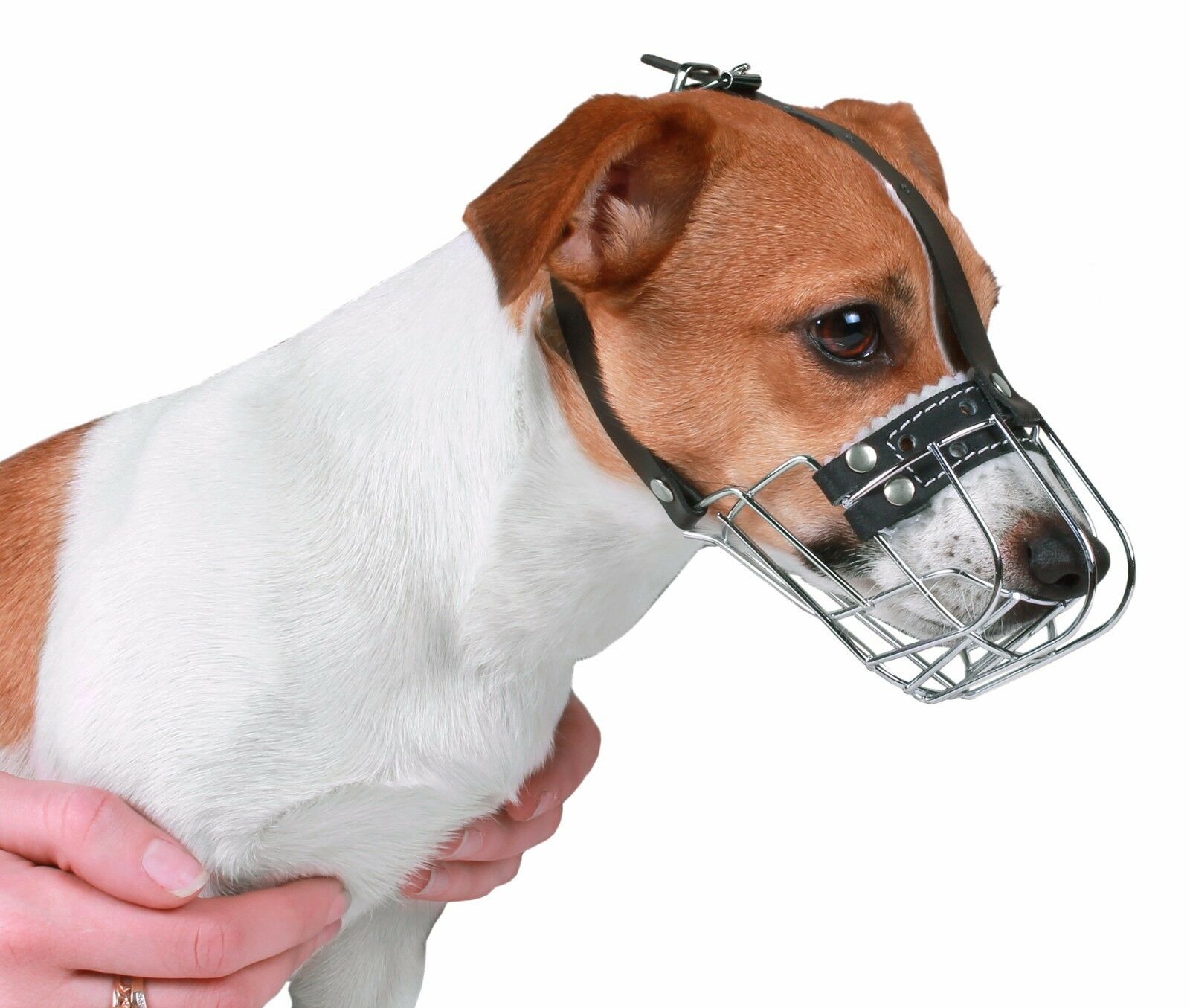 Metal Dog Basket Muzzle Jack Russell Terrier Small Adjustable Wire Leather Strap