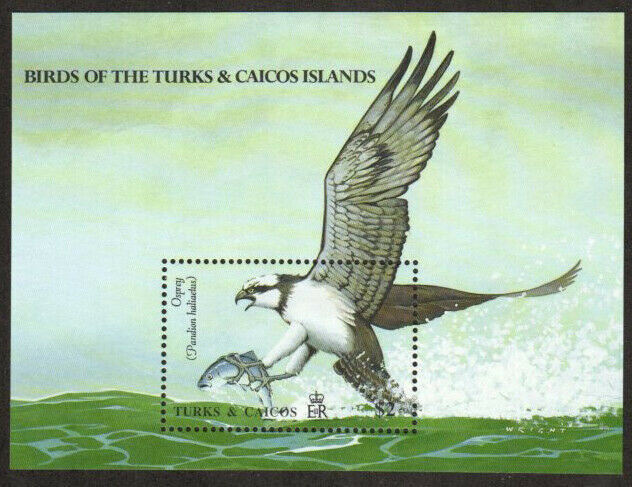 Turks & Caicos Stamp - Osprey Stamp - Nh